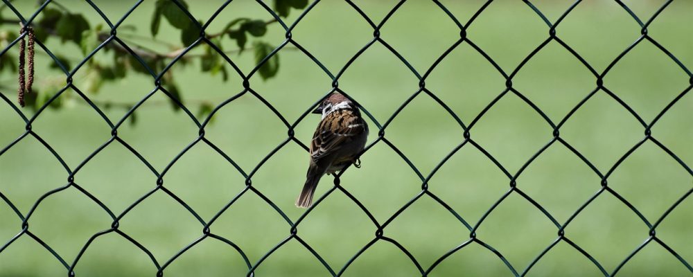 Animali in giardino: scopri le migliori soluzioni