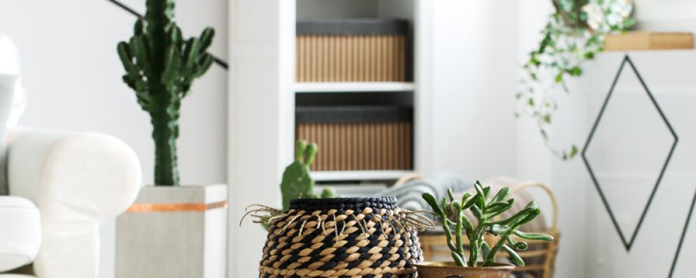 Angolo verde | Piante verdi in casa