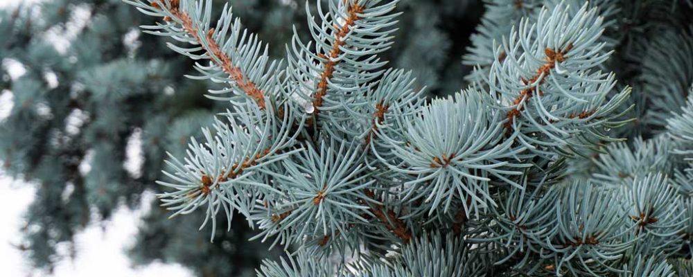 Piante invernali | Sempreverdi in giardino e sul terrazzo