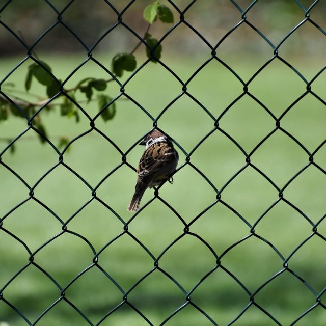 Animali in giardino: scopri le migliori soluzioni